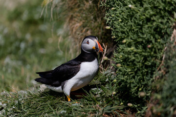 Little Puffin on Isle of Lunga in Scotland