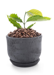 Roasted coffee beans and green leaf in dark clay pot isolated on white background