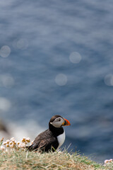 Little Puffin on Isle of Lunga in Scotland