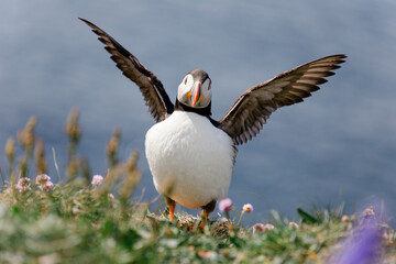 Little Puffin on Isle of Lunga in Scotland