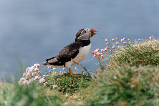 Little Puffin on Isle of Lunga in Scotland