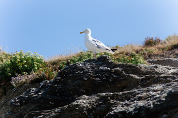 Sea gull sitting on a big stone