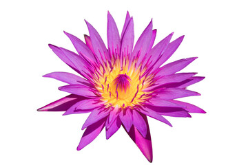 Obraz premium Waterlily or lotus flower isolated on white background with clipping path.