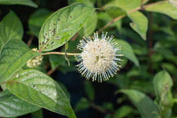 Buttonbush