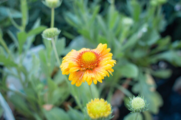 Gaillardia