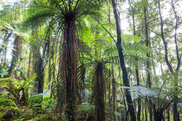 New Zealand forest