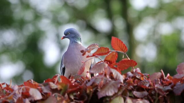 Pigeon on beech hedge looking
 