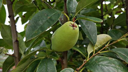 모과나무에 열린 모과 열매