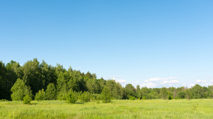 Green field and trees on the edge of the forest