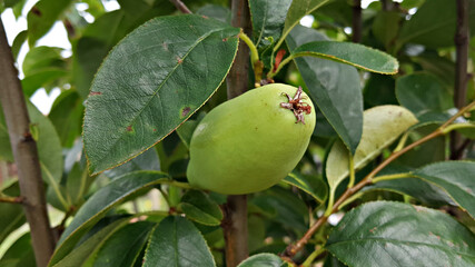 모과나무에 열린 모과 열매