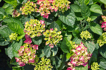 Hydrangea Blooms