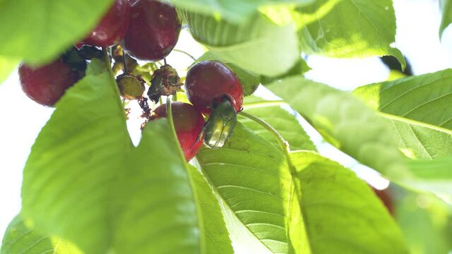 Rose beetle is a harmful insect eating ripe red cherry.