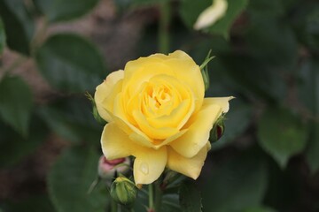 Rose jaune