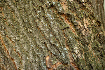 Dry bark of an old tree, nature. Texture for background or desktop. High quality photo