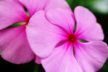 Naklejka premium close up of a pink flower