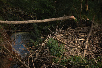 beaver dam in a ravine with a swamp in the forest