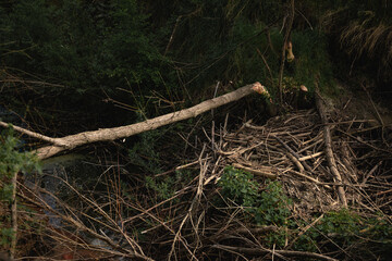 beaver dam in a ravine with a swamp in the forest