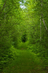 green walk into the woods in spring 
