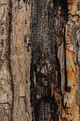 dry burnt tree bark closeup, texture