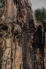 dry burnt tree bark closeup, texture