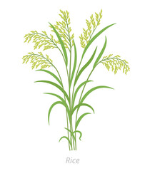 Rice plant. Bunch of grass. Oryza glaberrima. Oryza sativa. Agronomy cereal grain. Vector agricultural illustration.