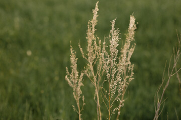 Fototapeta premium dead wood, dry grass on a background of green grass 