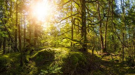 Fototapeta na wymiar Panoramic View of Green and Vibrant Rain Forest during a sunny spring day. Taken in Abbotsford, East of Vancouver, British Columbia, Canada. Nature Background Panorama