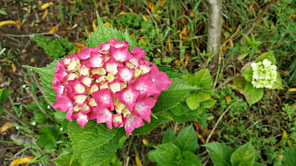 한국 제주도에 핀 수국꽃
