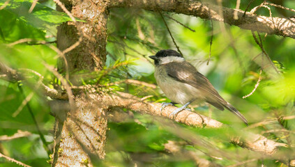 bird, natur, wild lebende tiere, tier, ast, baum, wild, bird, green, gering, schnabel, feather
