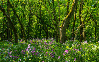 morning sun lights up wild pink and purple phlox blooming in the woods 
