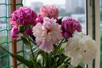 bouquet of pink and white peonies blooming