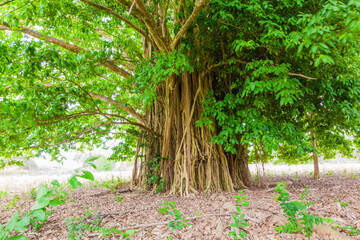 Immense and multiple roots