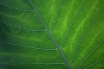Green leaf macro