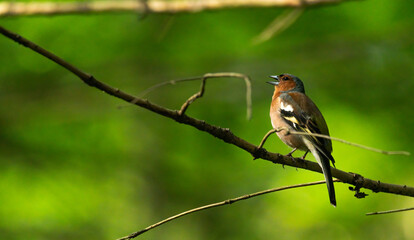 bird, natur, wild lebende tiere, tier, ast, baum, wild, bird, green, gering, schnabel, feather