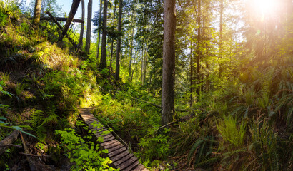 Panoramic View of Green and Vibrant Rain Forest during a sunny spring day. Taken in Abbotsford, East of Vancouver, British Columbia, Canada. Nature Background Panorama