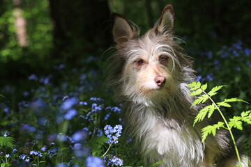 Naklejka premium Portrait of a cute fluffy dog with fern and blue flowers in the forest