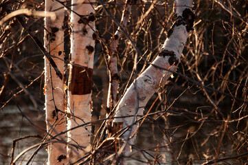 Birch trees without leaves in early spring. Small river flow across forest with light in sundown lights. March