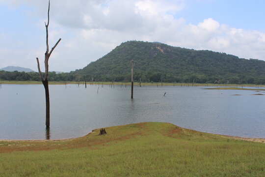 Mountain, Lake And Dead Trees