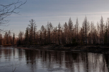 Birch trees without leaves in early spring. Small river flow across forest with light in sundown lights. March