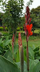 붉은색 칸나 꽃