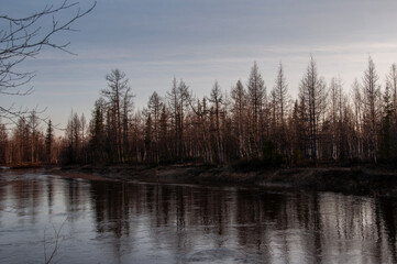 Fototapeta na wymiar Birch trees without leaves in early spring. Small river flow across forest with light in sundown lights. March