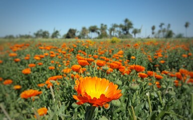 Calendula, medical flowers grow in Egypt 