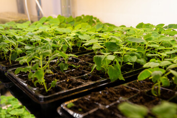 Artificial lighting stands with small paulownia seedlings. Sterile laboratory for growing ornamental shrubs and trees.
