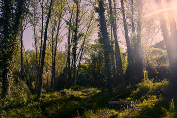 Obraz premium Rest place in the field