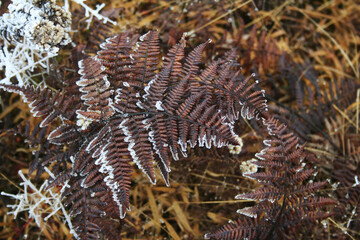 snow falls on twig and leaf