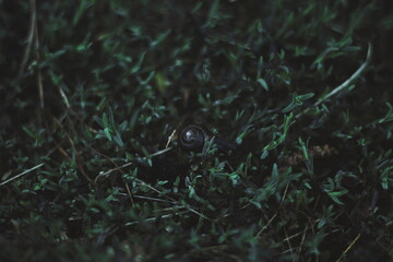 ants on the grass