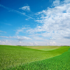 Green crop field on a sunny day, agricultural landscape.