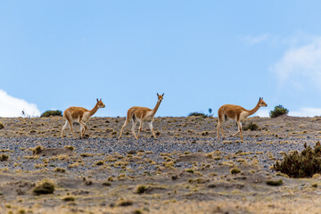 Small group of vicunas, including a young