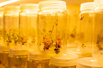 Growing blueberry plants in sterile conditions by in vitro technology. Micropropagation of flowers and trees in the laboratory under artificial lighting.