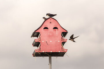 Purple Martin with Dragon Fly in Beak